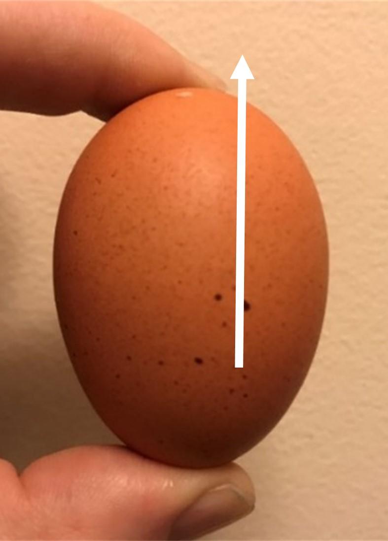 Egg with the big end up
