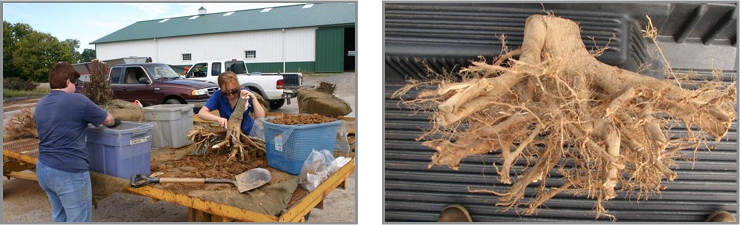 Separating and sieving soil from roots (EB-442, Figure 2)