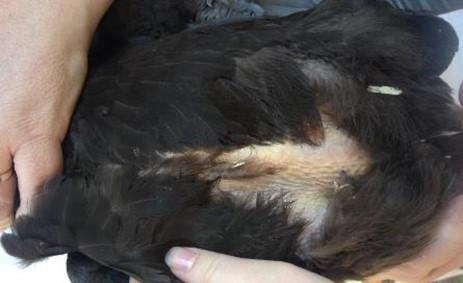 Bald patches on hen's chest
