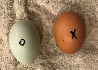 Markings on the eggs