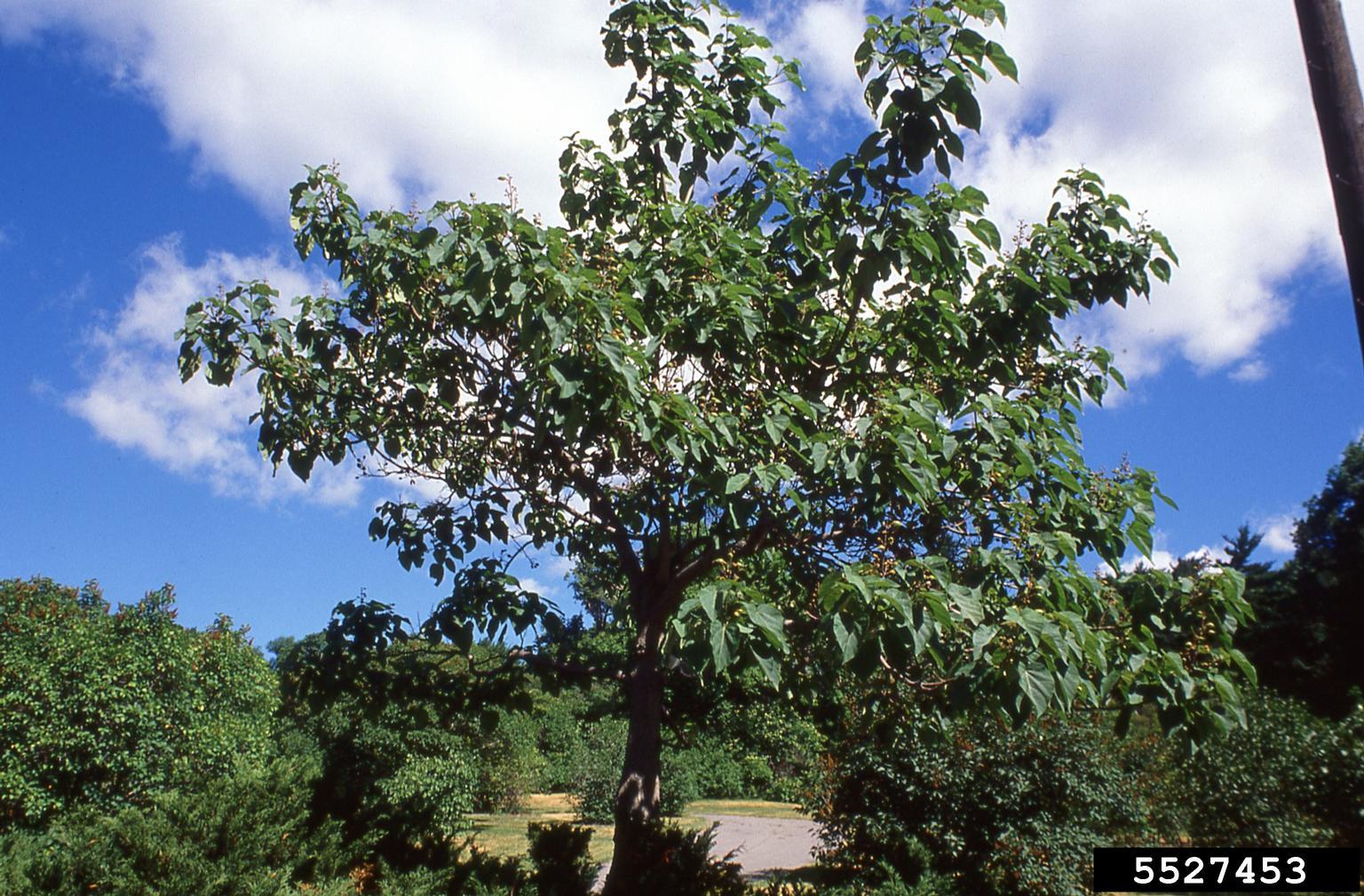 Paulownia tree. Photo by T. Davis Sydnor, The Ohio State University, Bugwood.org