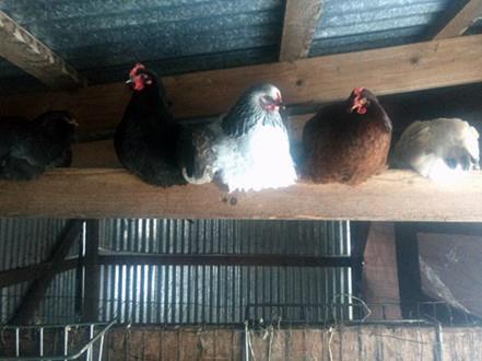 Chickens sitting on a perch