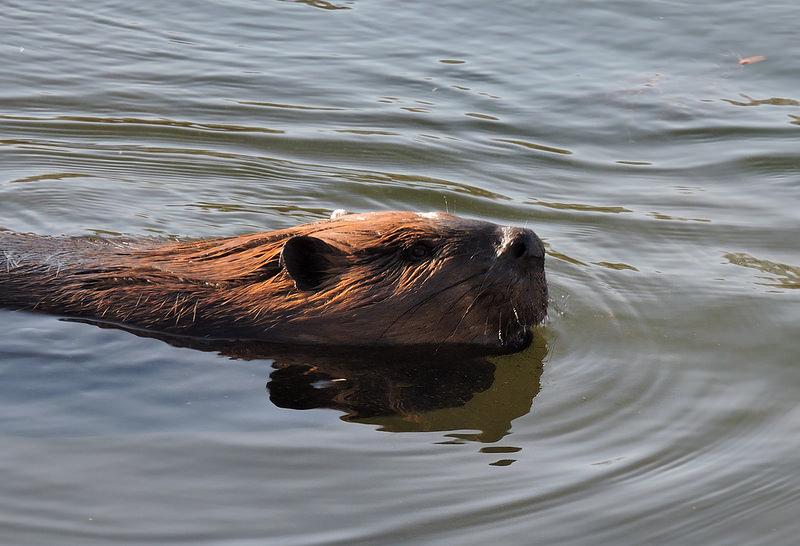 American beaver in Prince George’s County, MD. Photo by Dan Small, Maryland Biodiversity Project
