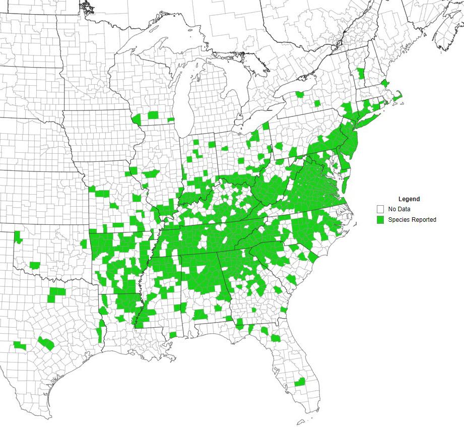 Reported counties of princess tree (in green). Map courtesy EDDMapS.