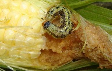 Fig.1 Corn earworn feeding on sweet corn ear. Photo: Eric R. Day Virginia Polytechnic Ins?tute & State University, Bugwood.org