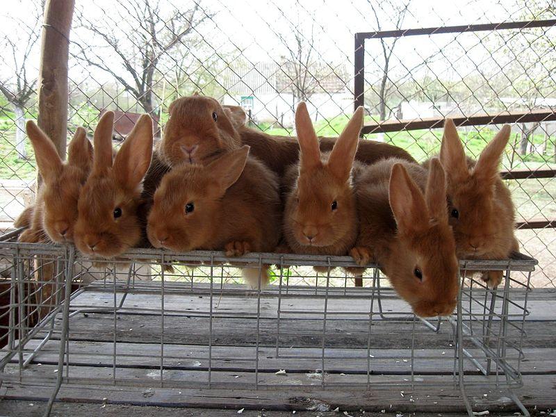 rabbits on top of a cage