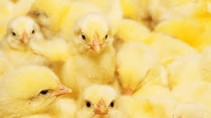 Baby Chicks huddled together