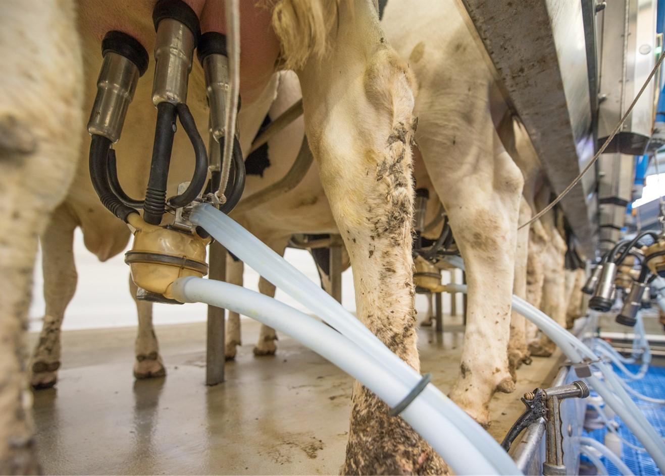 Cow hooked up to a milking machine