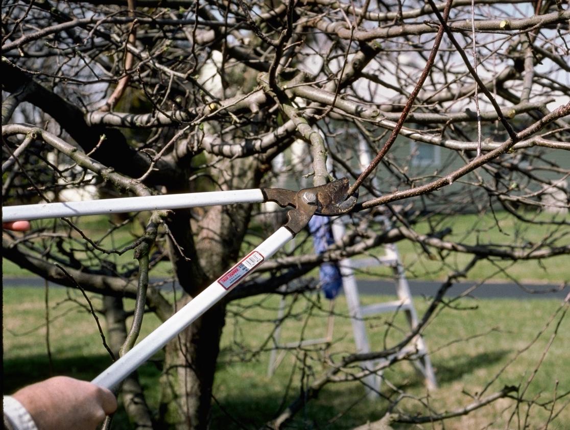 hand pruning a fruit tree in late winter