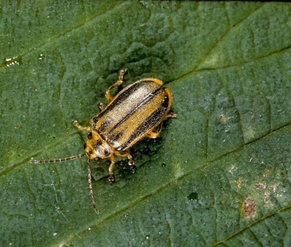 adult form of elm leaf beetle