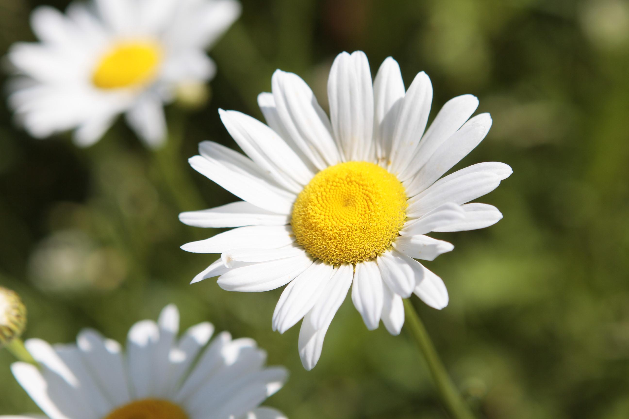 Wildflowers