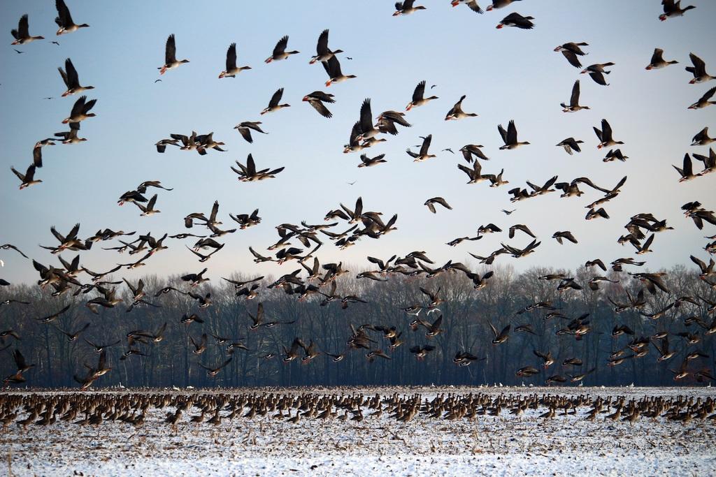 Migratory birds 