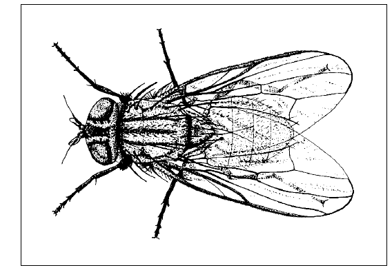Graphic of adult female Little house fly