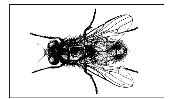 graphic of adult female black garbage fly 