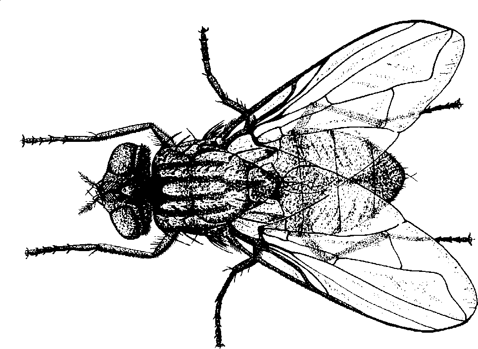 Graphic of adult female house fly