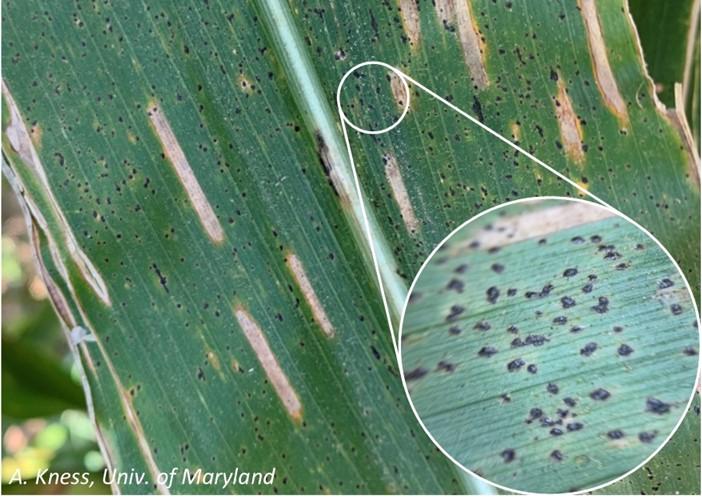 Signs and symtoms of tar spot on corn