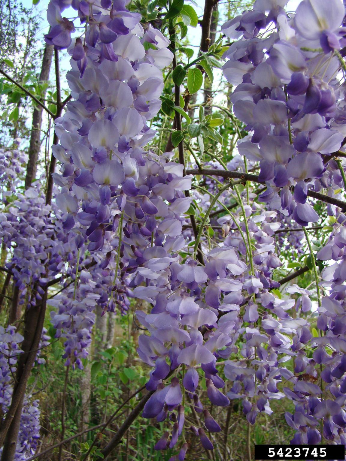 Chinese Wisteria. Photo by Rebekah D. Wallace, University of Georgia, Bugwood.org