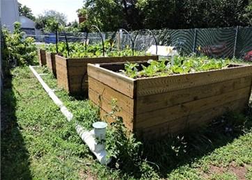 Experimental garden beds with produce