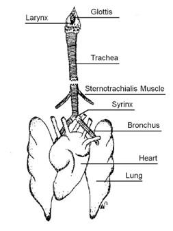 Diagram of the chicken respiratory system
