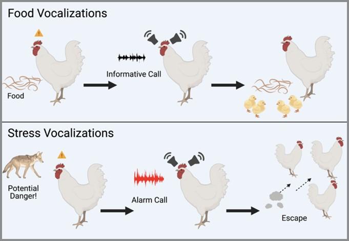  Infographic demonstrates food and stress vocalizations in chickens.
