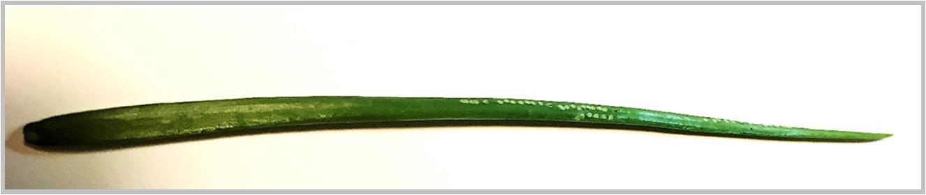 Onion leaf blade showing linear white dots 