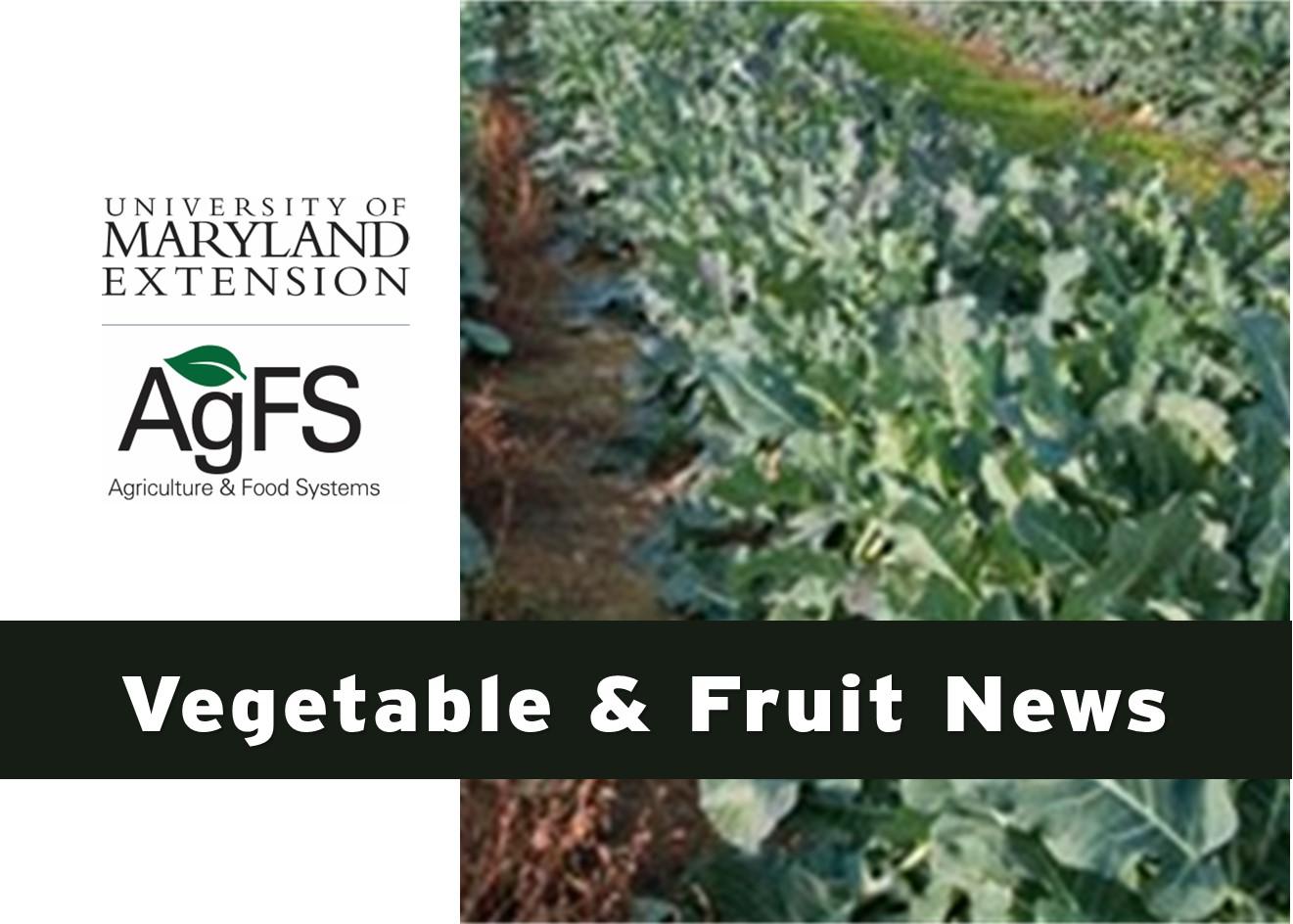 Vegetable Fruit News April 2023 Cover