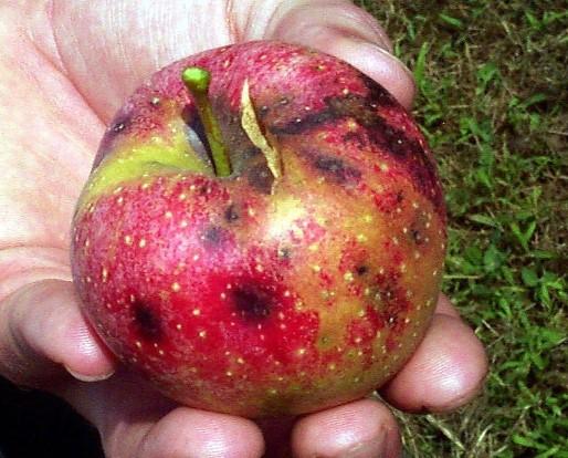 Apple with fruit cracking
