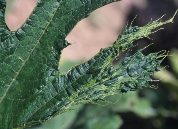 wrinkled puckered foliage may indicate a virus in squash plant
