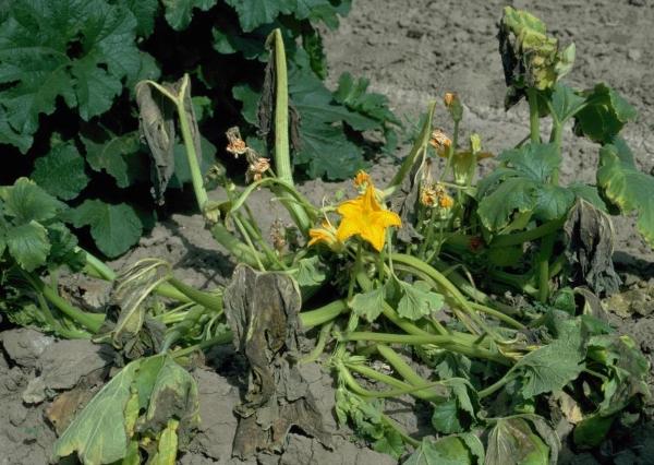 squash plant wilting and collapsing from bacterial disease