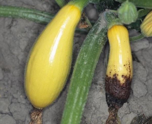 bottom end of a yellow squash is brown and rotting