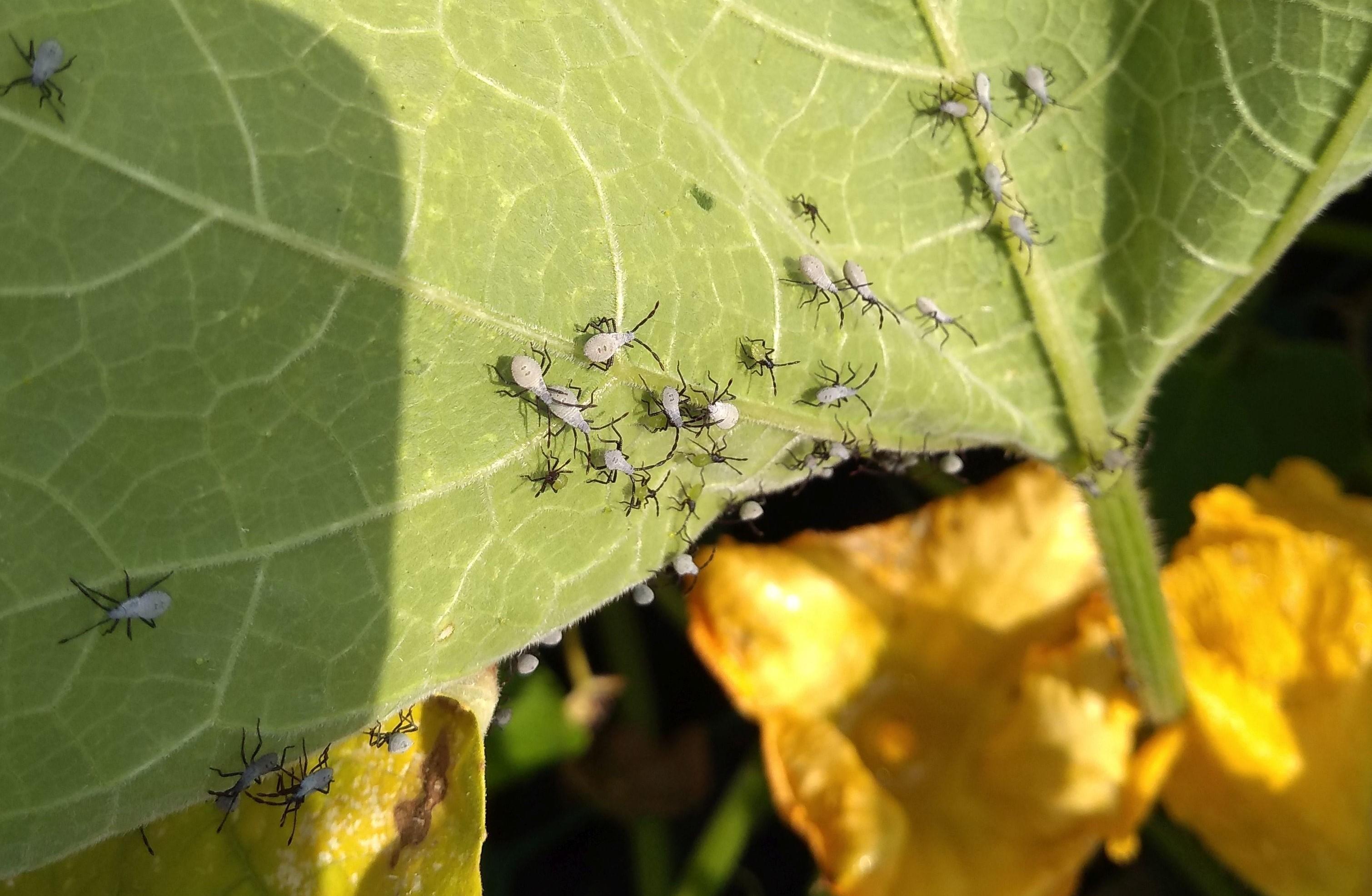 gray bugs on squash plant