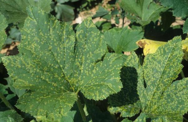 small yellow spots on a squash leaf - disease symptoms