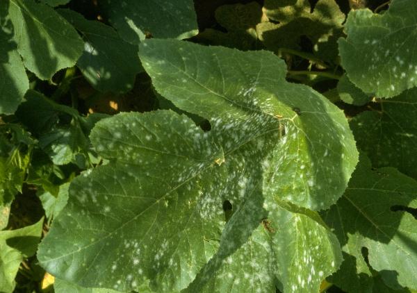 gray spots on squash leaves - squash plant looks diseased