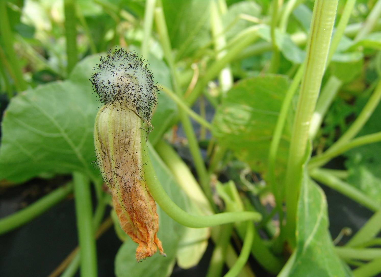 fuzzy mold on a squash flower