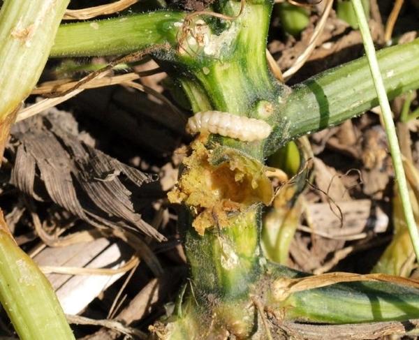 zucchini or other squash plant stem has a hole and crumbly material with an insect inside