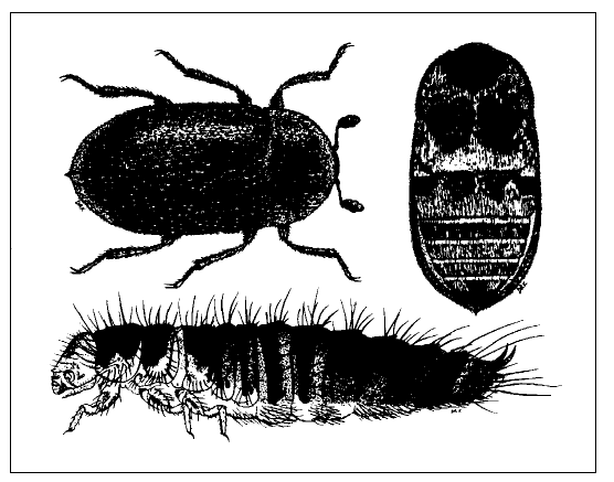 Graphic of Hide Beetle adult and larva