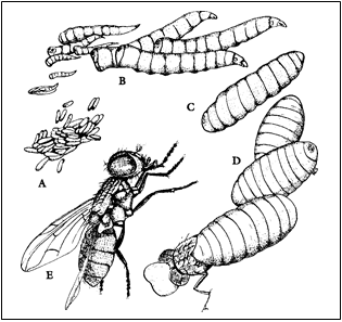 Life cycle of a house fly graphic