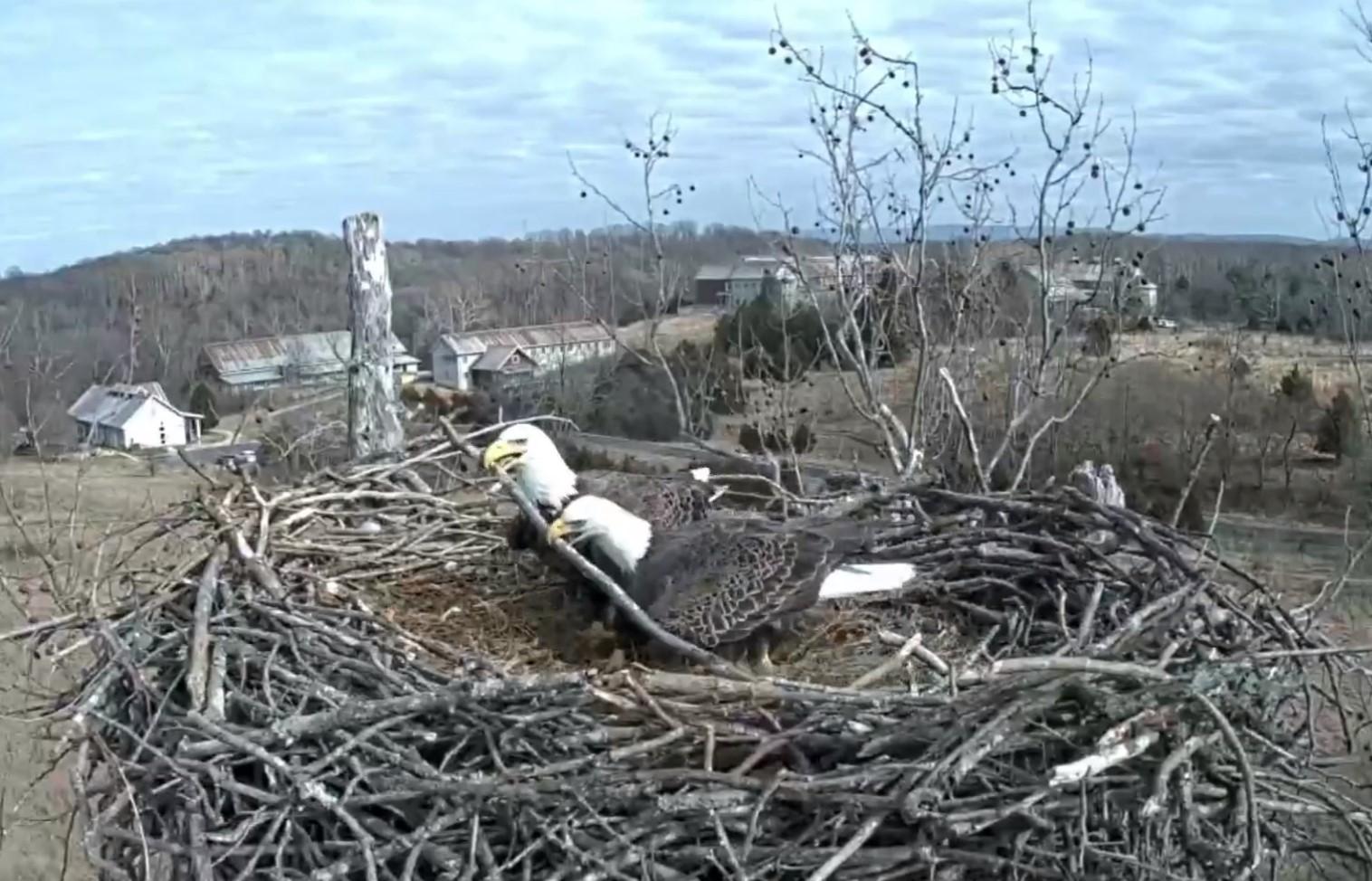 Screenshot from NCTC Eagle Cam