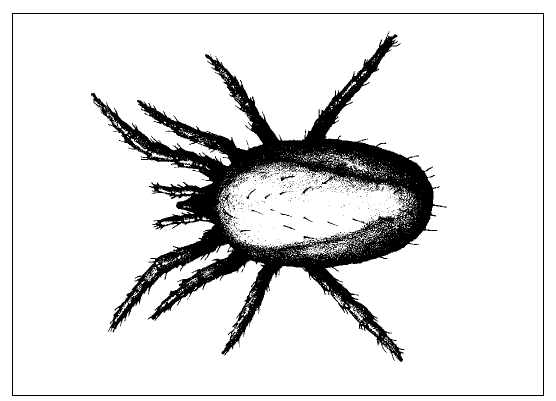 Adult Northern Fowl Mite graphic
