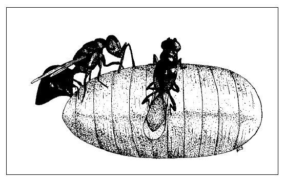 Graphic of parasites on house fly puparium