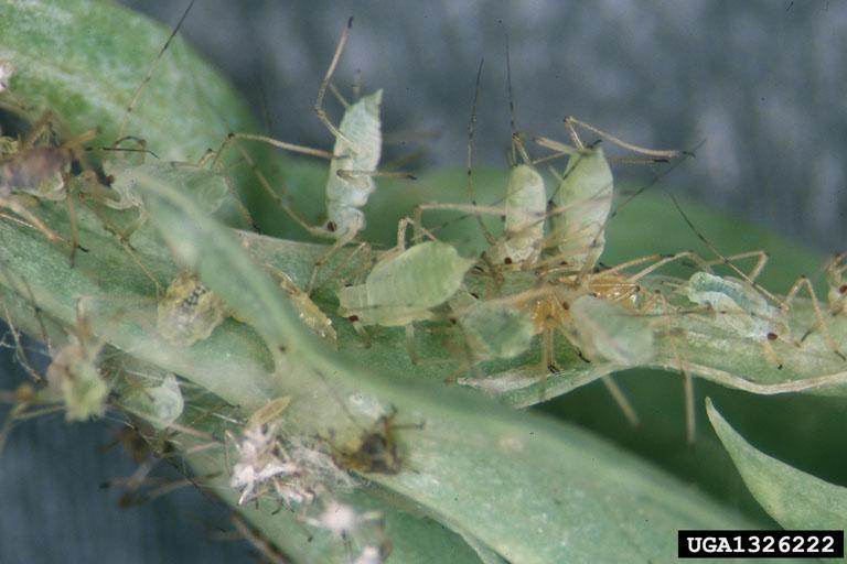 Pea aphid (Acyrthosiphon pisum)