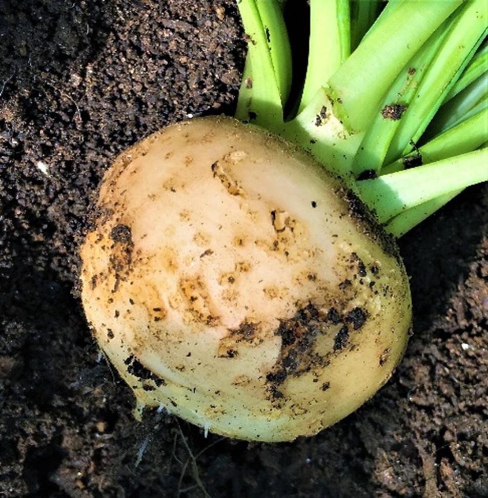 Maggot damage to turnip bulb