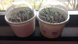 Two salad cups that are growing microgreens.