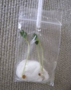 Small plastic baggie growing micogreens.