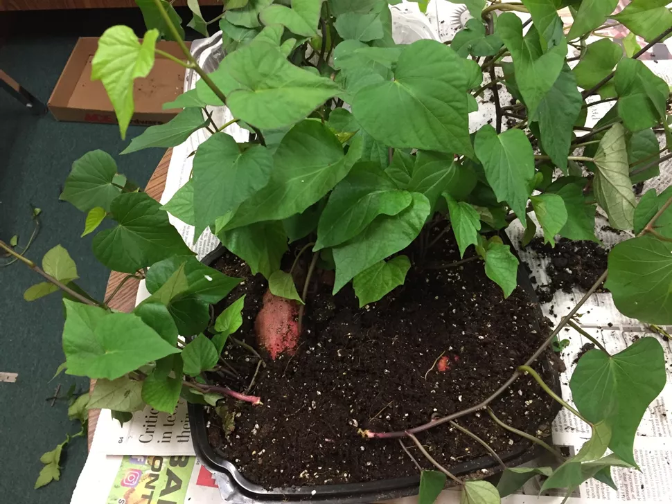 sweet potatoes planted in a container