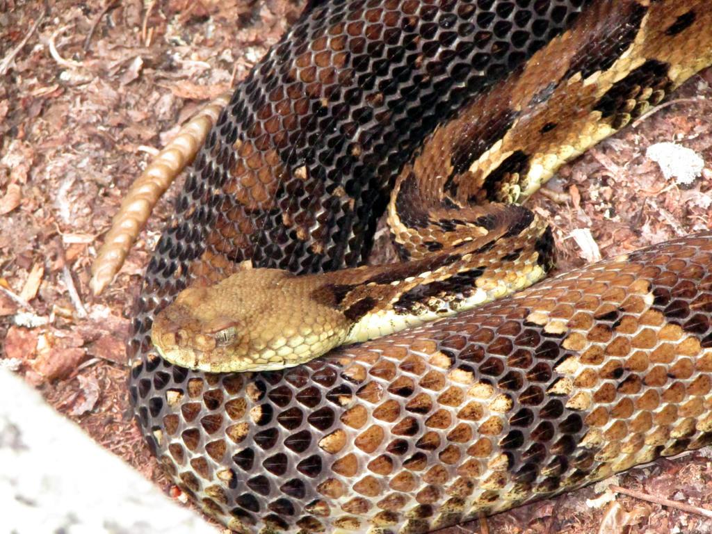 Timber rattlesnake. Photo © Scot Magnotta, iNaturalist.org