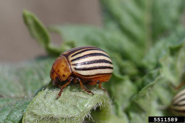  Colorado potato beetle (Leptinotarsa decemlineata) (Say, 1824) photo by Ward Upham, KSU