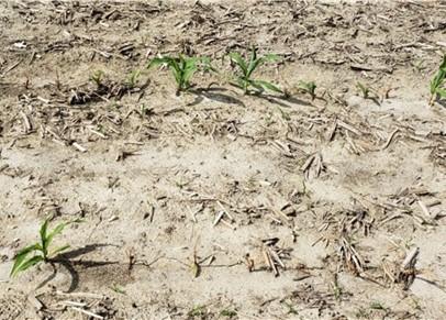 Corn seedlings with post-emergent damping-off caused by Pythium spp.