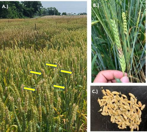 FHB symptoms on wheat and barley