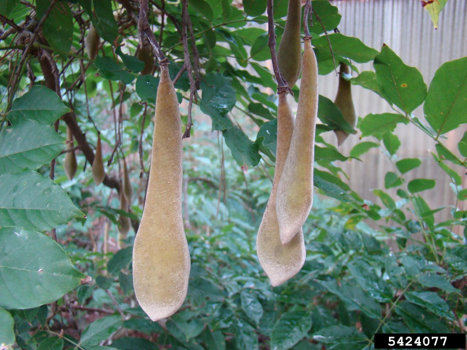 Chinese Wisteria Fruit. Photo by Franklin Bonner, USFS (ret.), Bugwood.org
